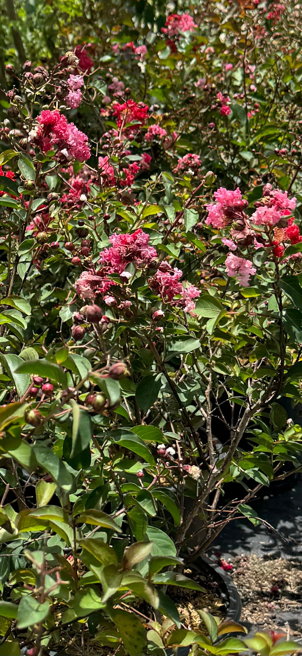 Crape Myrtle Rasberry Sundae Dual Color Red and Pink Flowering Tree