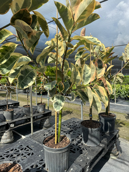 Ficus Tineke Tree Form Single Stem, Variegated Elastica Rubber Tree Decora