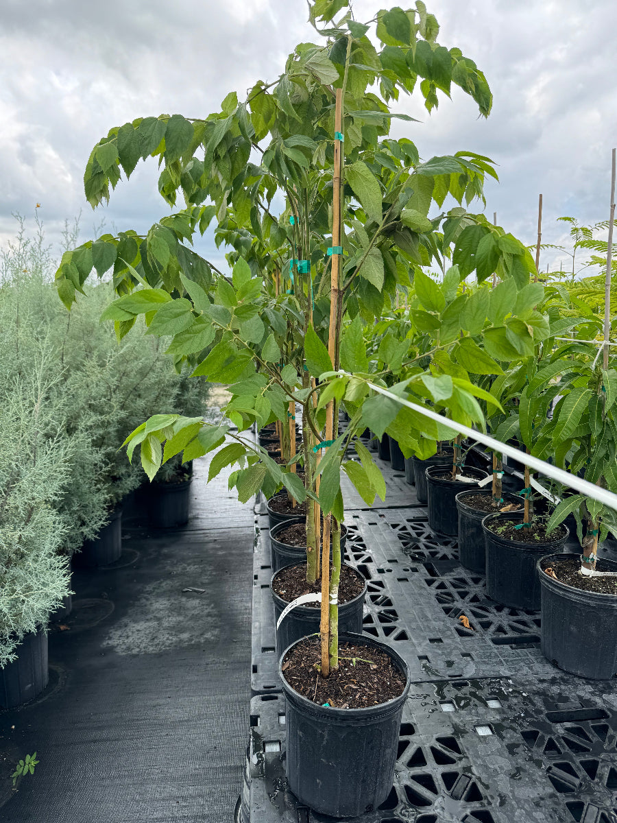 Rows of young potted trees with large, bright green leaves, supported by bamboo stakes and growing in black nursery pots
