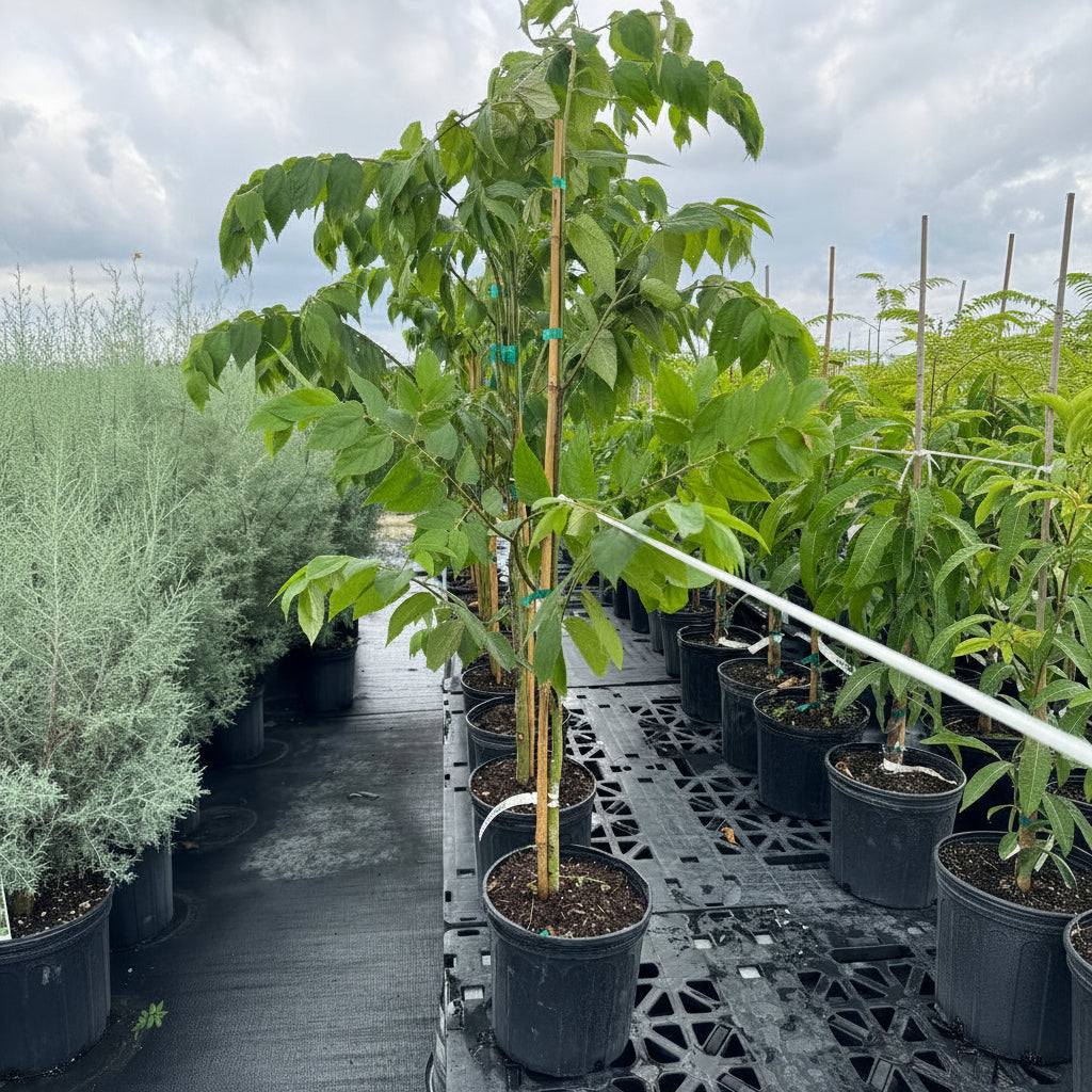 Rows of young potted trees with large, bright green leaves, supported by bamboo stakes and growing in black nursery pots