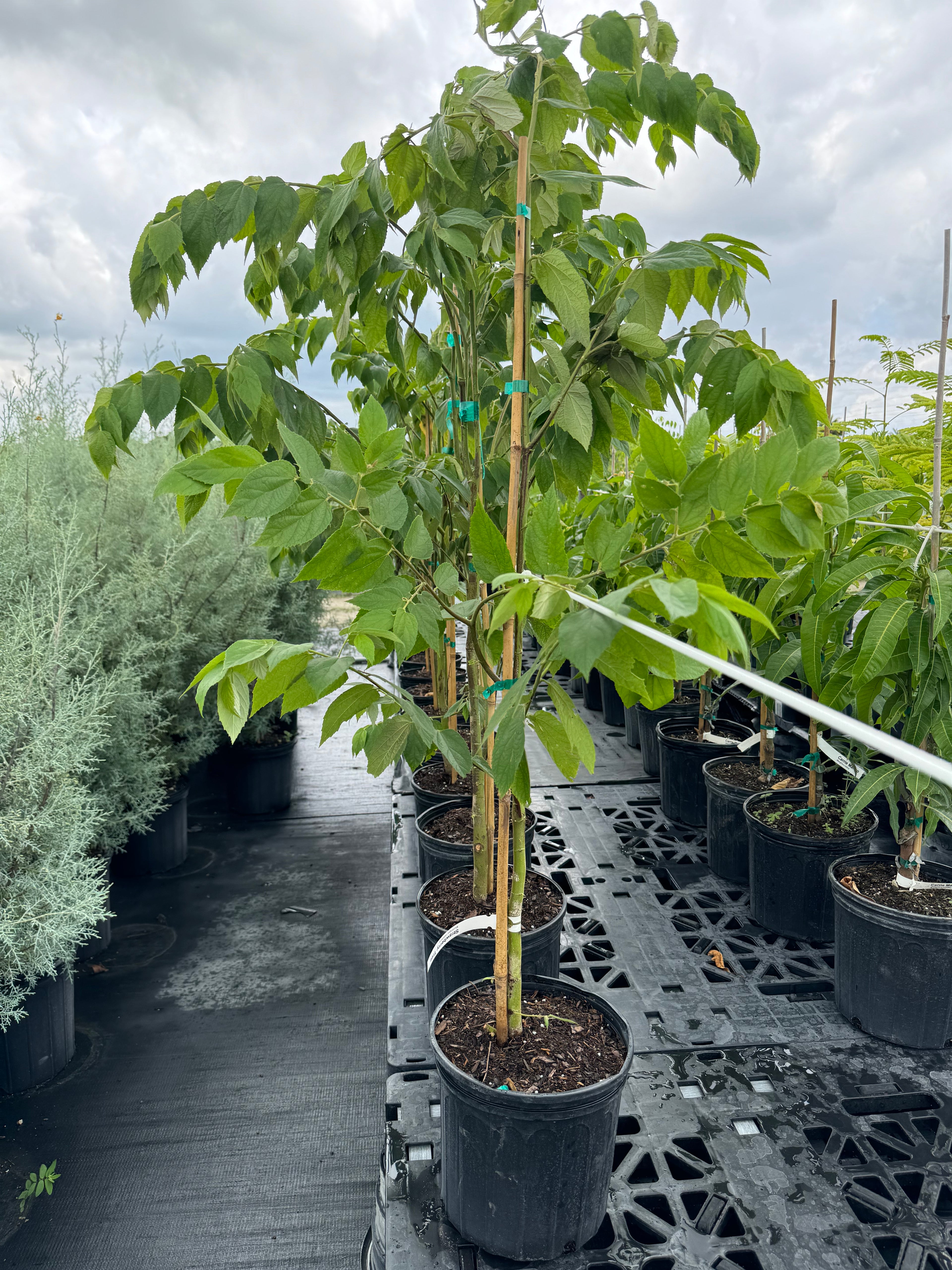 Strawberry Tree, Jamaican Cherry Fruit Tree