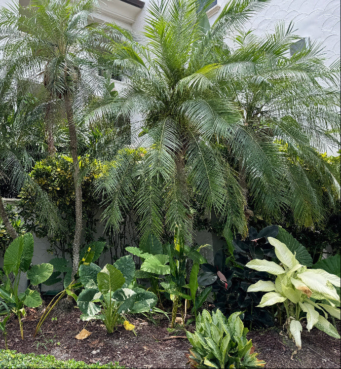 Roebelinii Pam Single Trunk Mature in Landscape