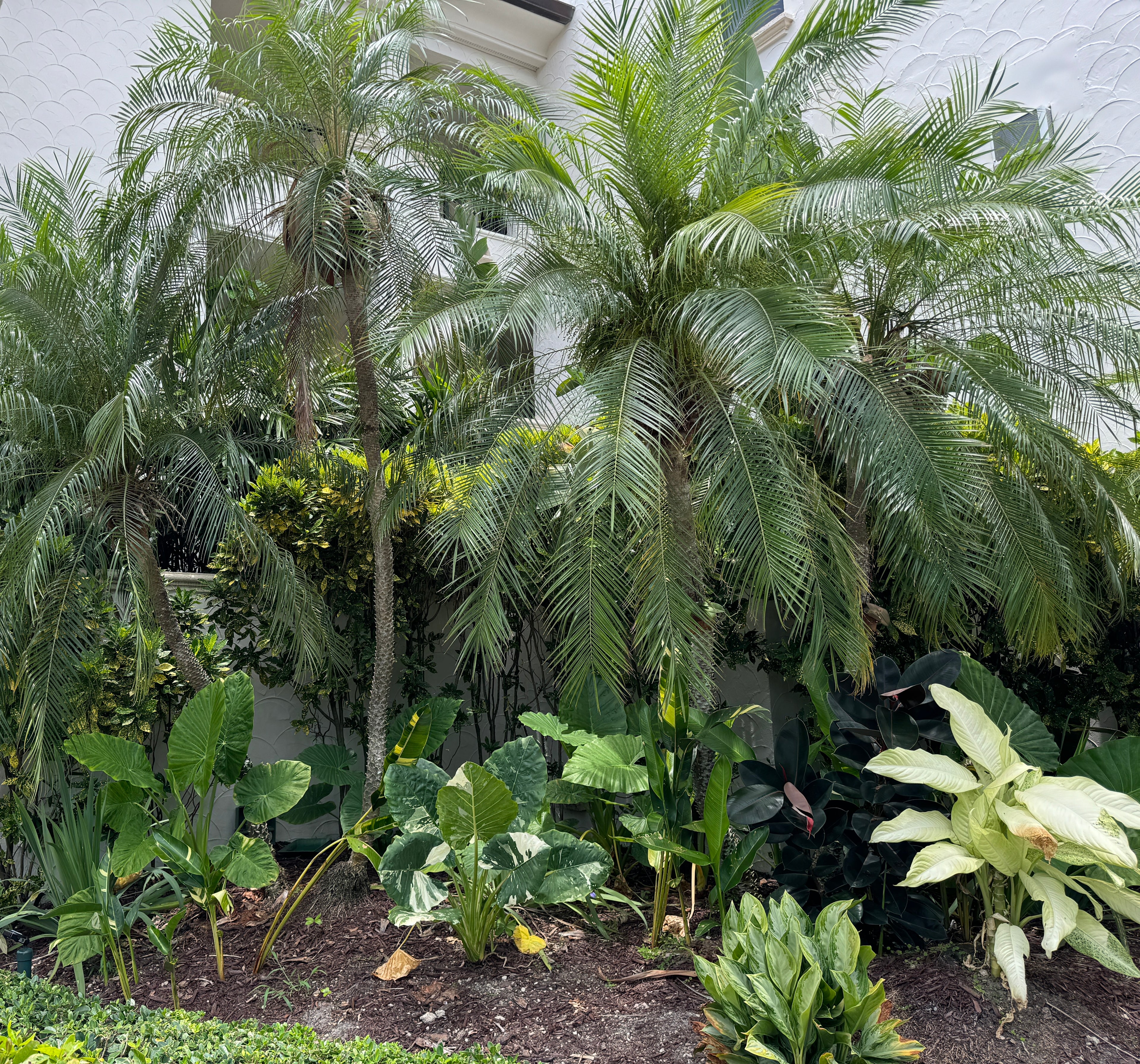 Date Palm Tree Single, Phoenix Roebelinii Pygmy Tropical Palm