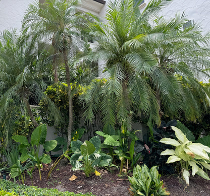 Date Palm Tree Single, Phoenix Roebelinii Pygmy Tropical Palm