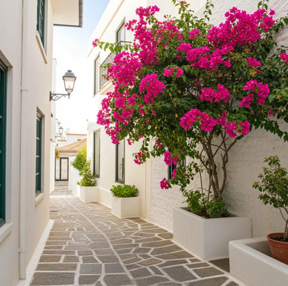 Bougainvillea Red Flower in Trellis, Barbara Karst Red Flowering Tree