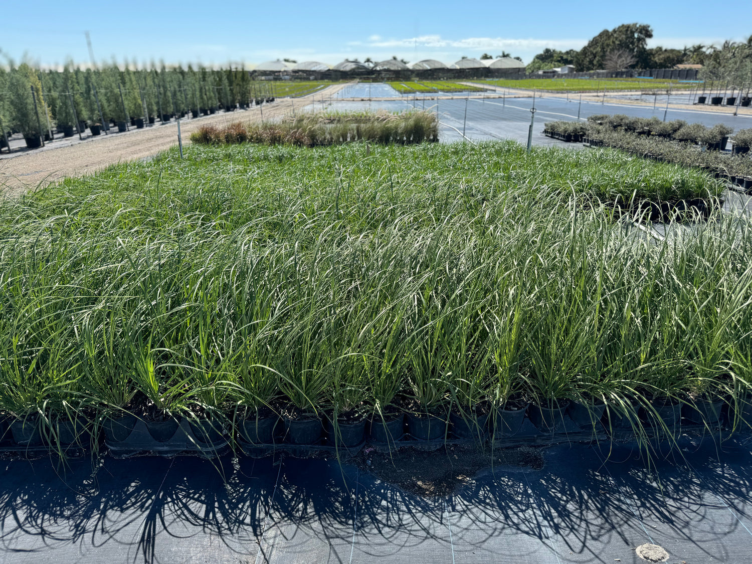 White Pampas Grass, Cortaderia Selloana