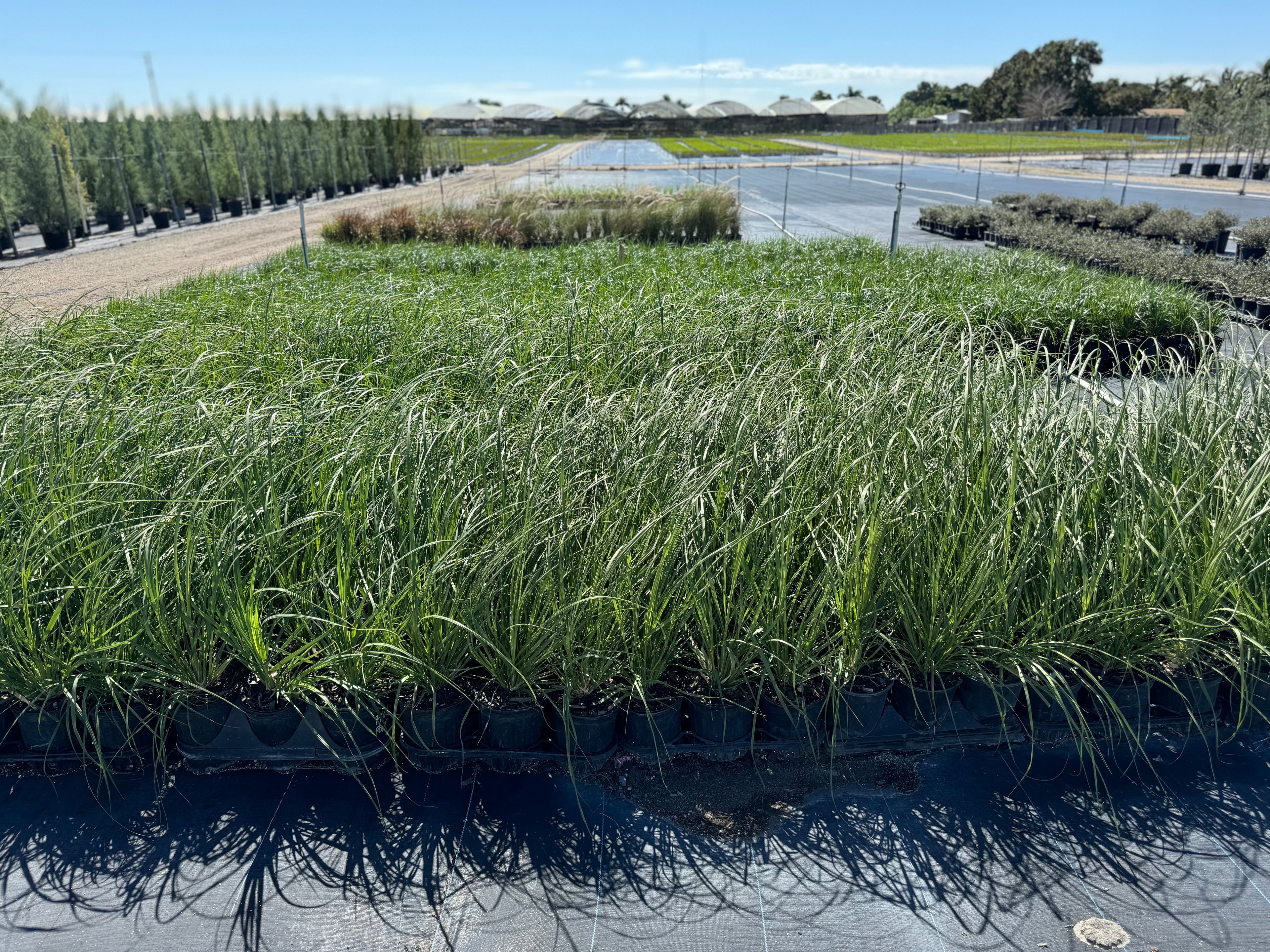 White Pampas Grass, Cortaderia Selloana