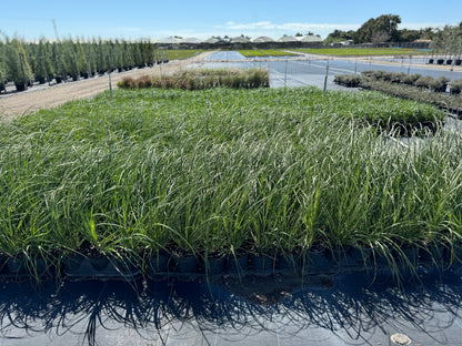 White Pampas Grass, Cortaderia Selloana