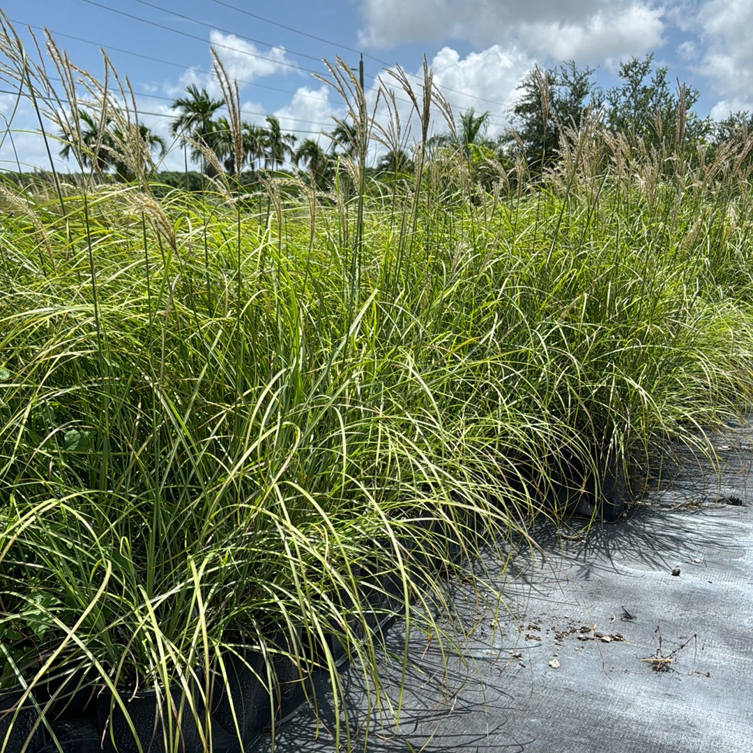 Maiden Grass Little Miss Dwarf, Miscanthus