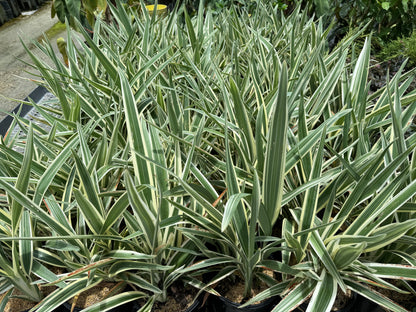 Dianella Flax Lily Silver Streak