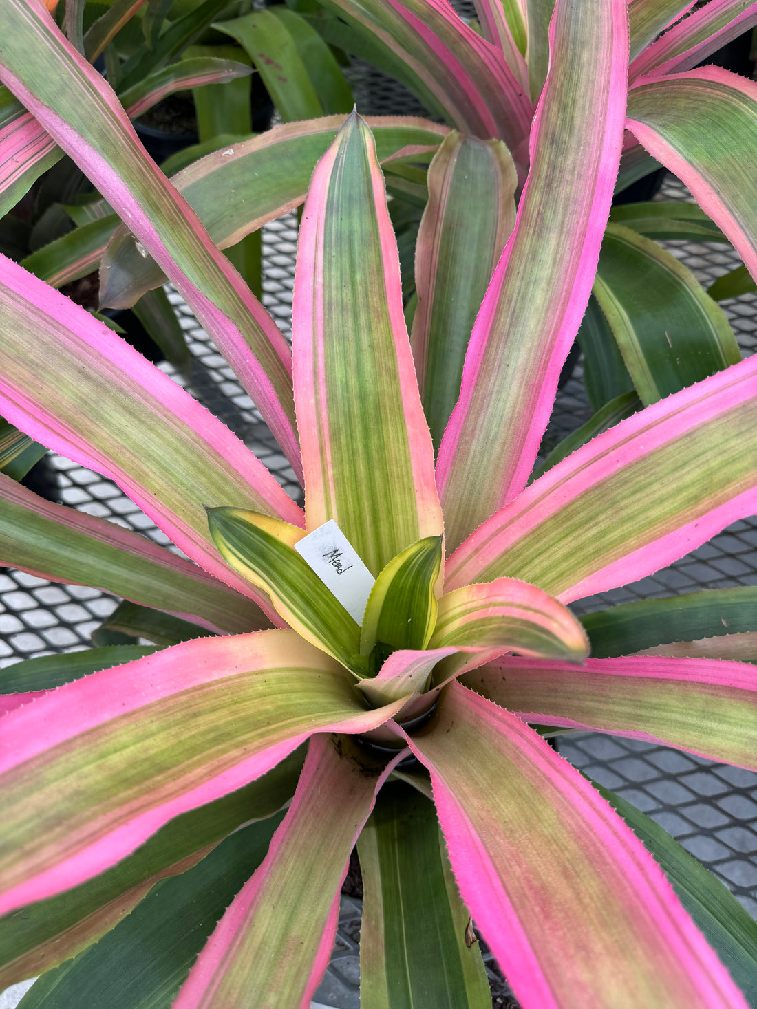 Bromeliad, Neoregelia Mend