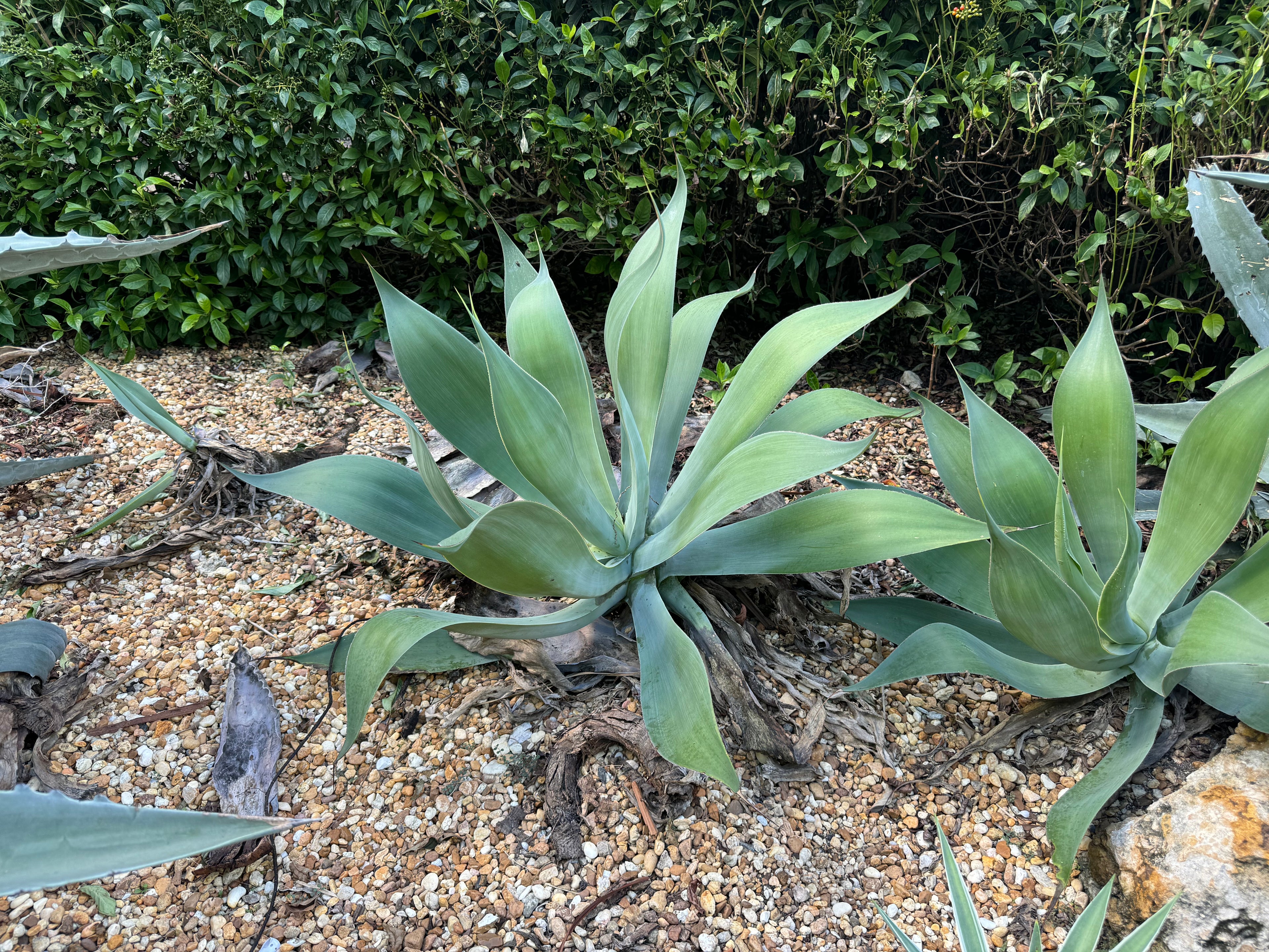 Agave Blue Flame