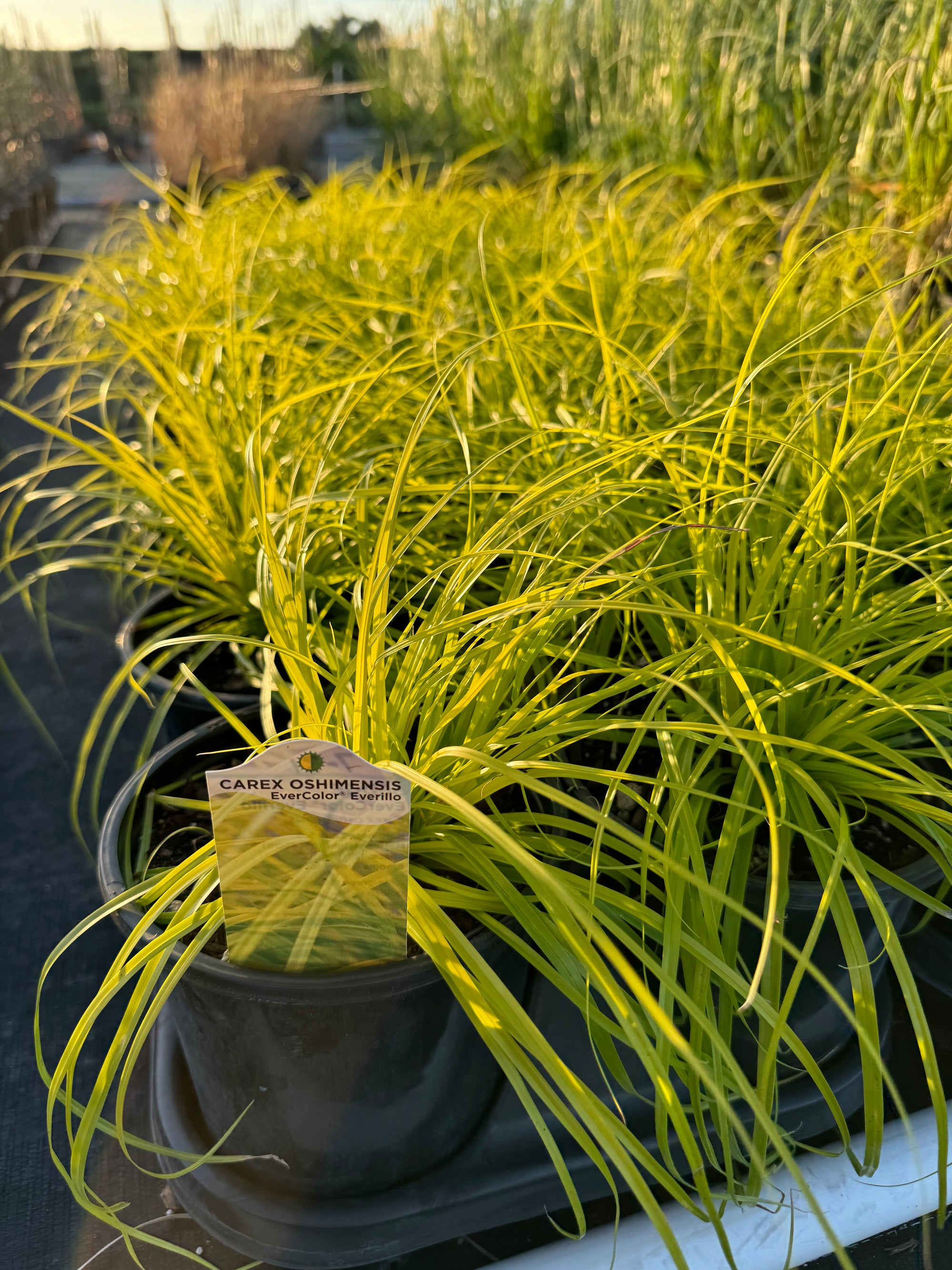 Carex Everillo Perennial Sedge Grass | Buy 9pcs Save More – Eureka Farms