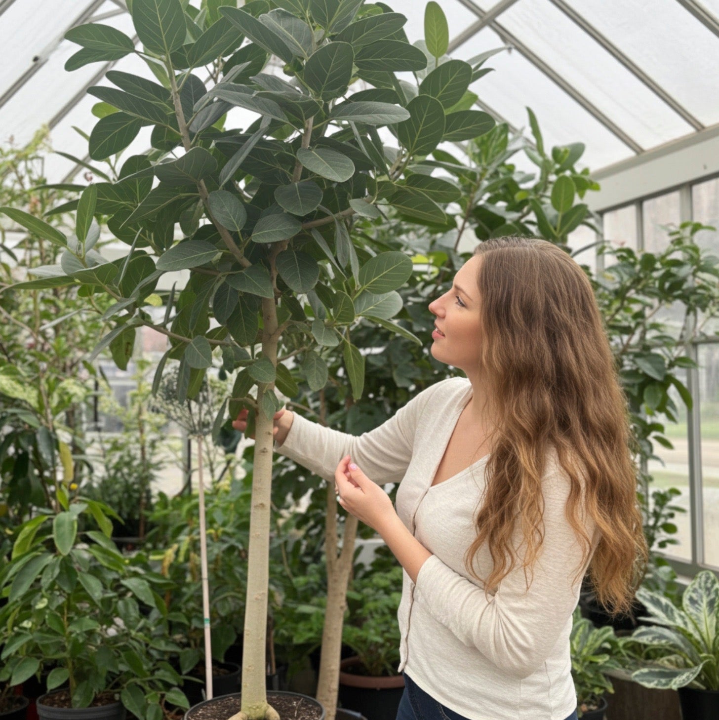 Ficus Audrey Bush Form Column, Ficus Benghalensisis Bengal Fig