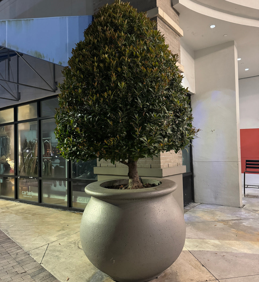 Topiary Eugenia Cone, Tree Form potter in stone planter mature tree