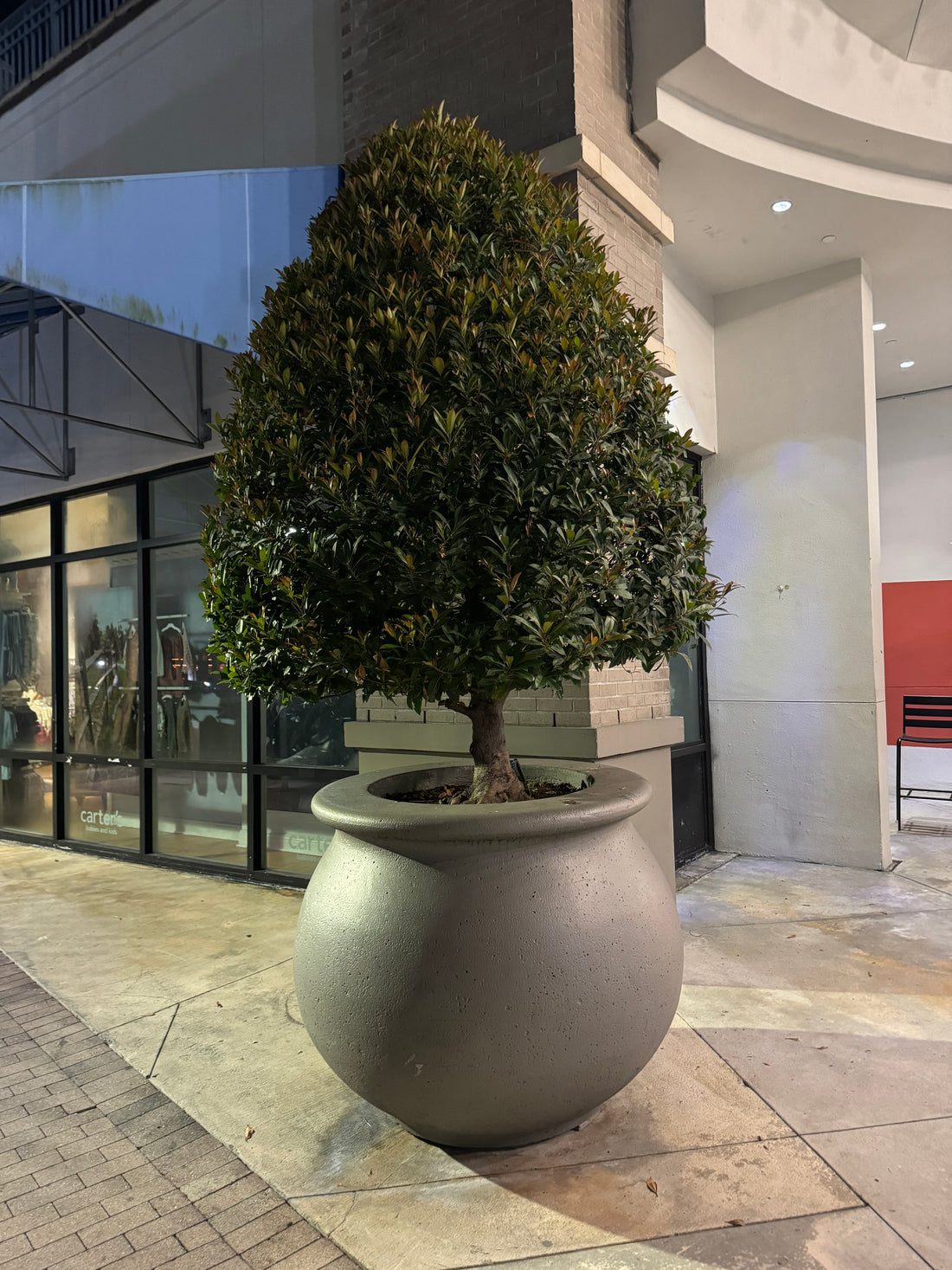 Topiary Eugenia Cone, Tree Form potter in stone planter mature tree