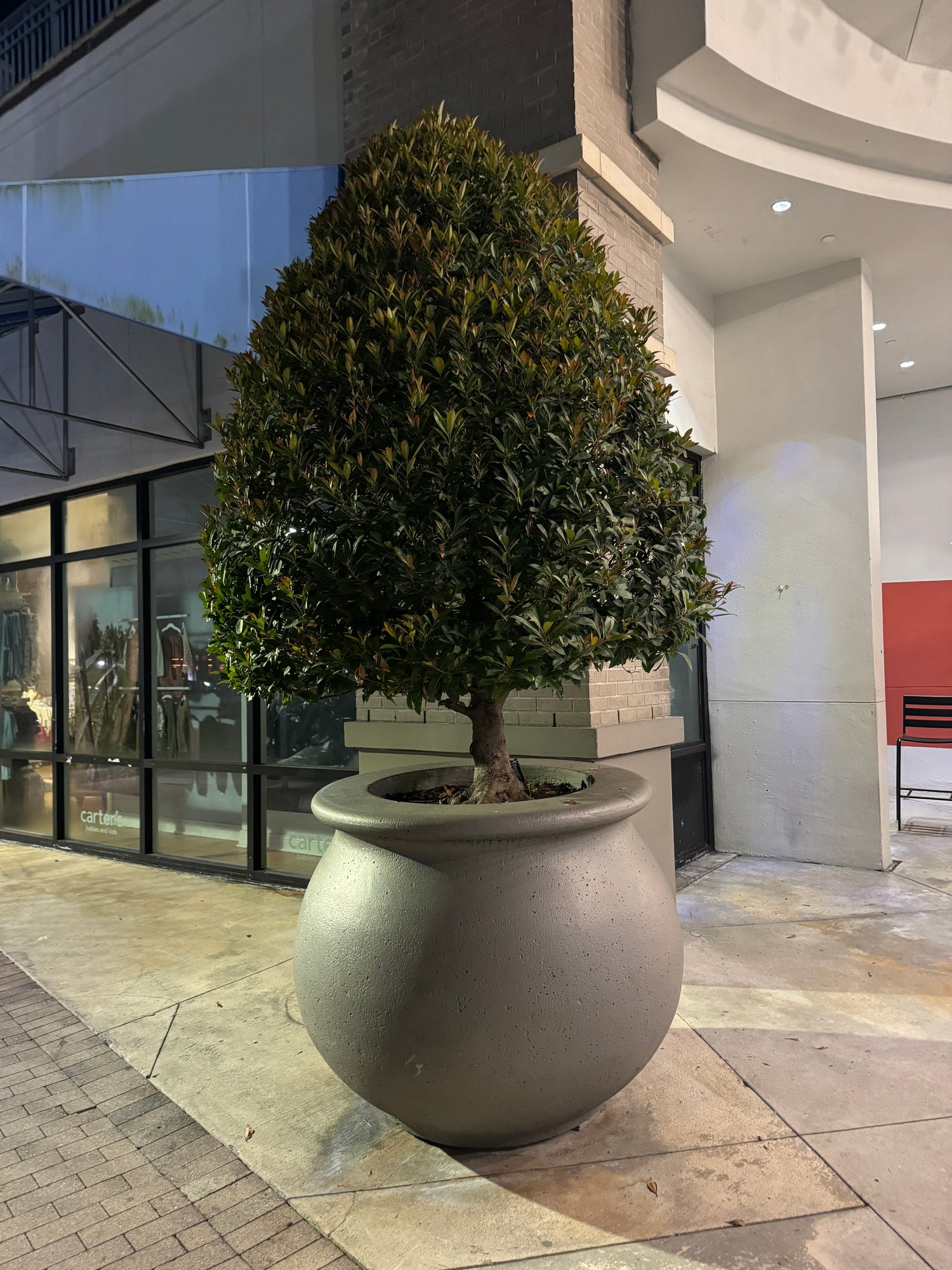 Topiary Eugenia Cone, Tree Form