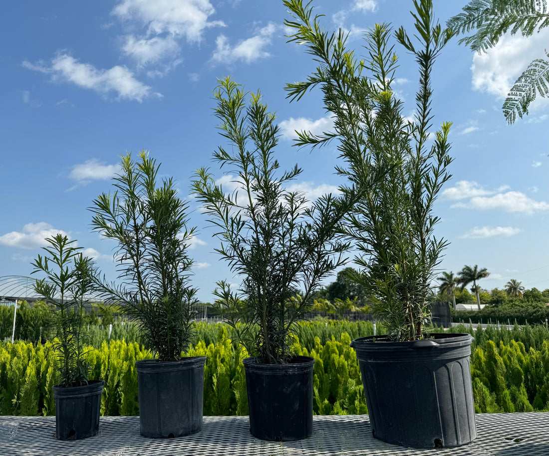 Yew Podocarpus Bush Maki, Japanese Yew