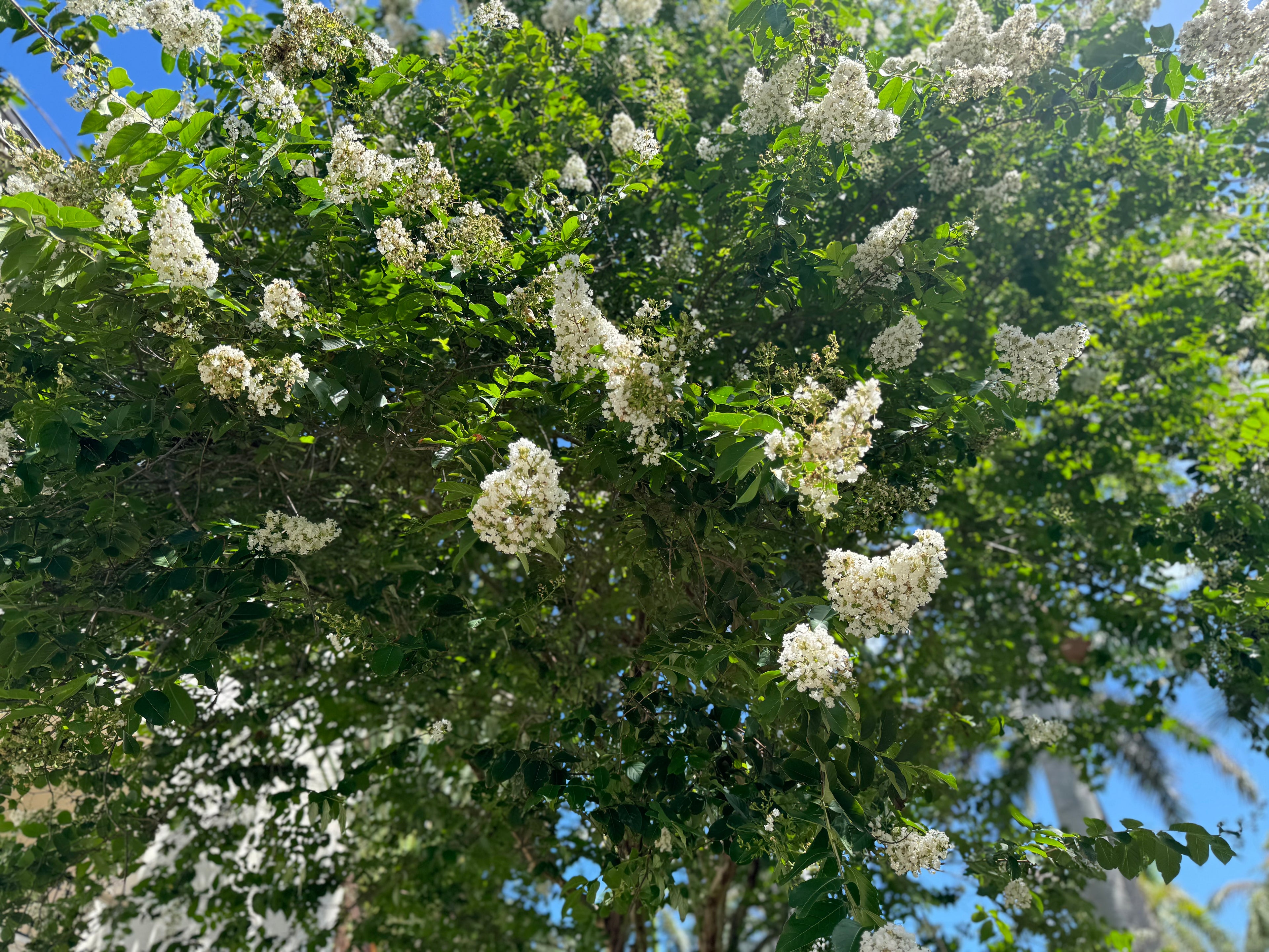 Crape Myrtle Natchez White Flower