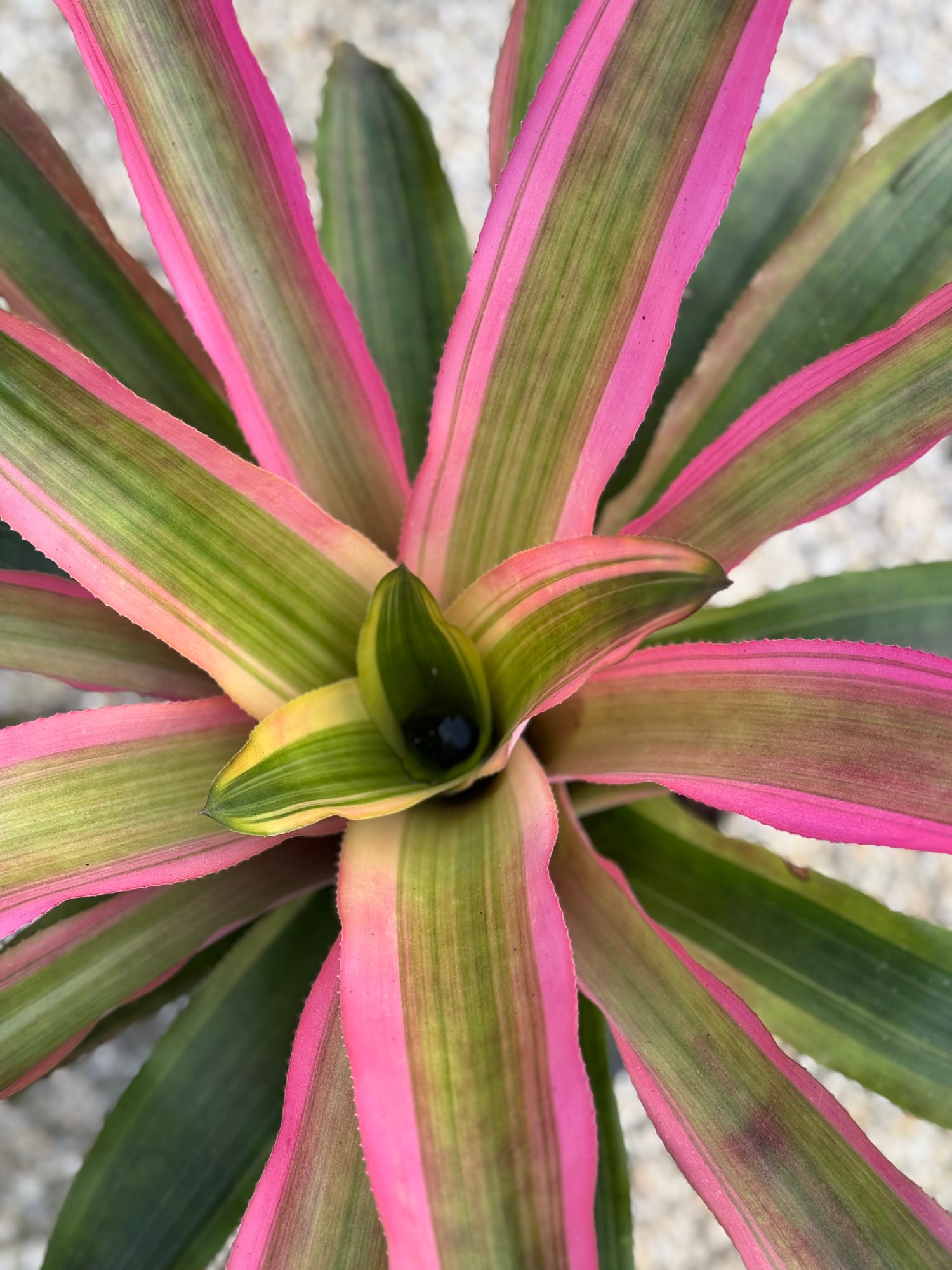 Bromeliad, Neoregelia Mend