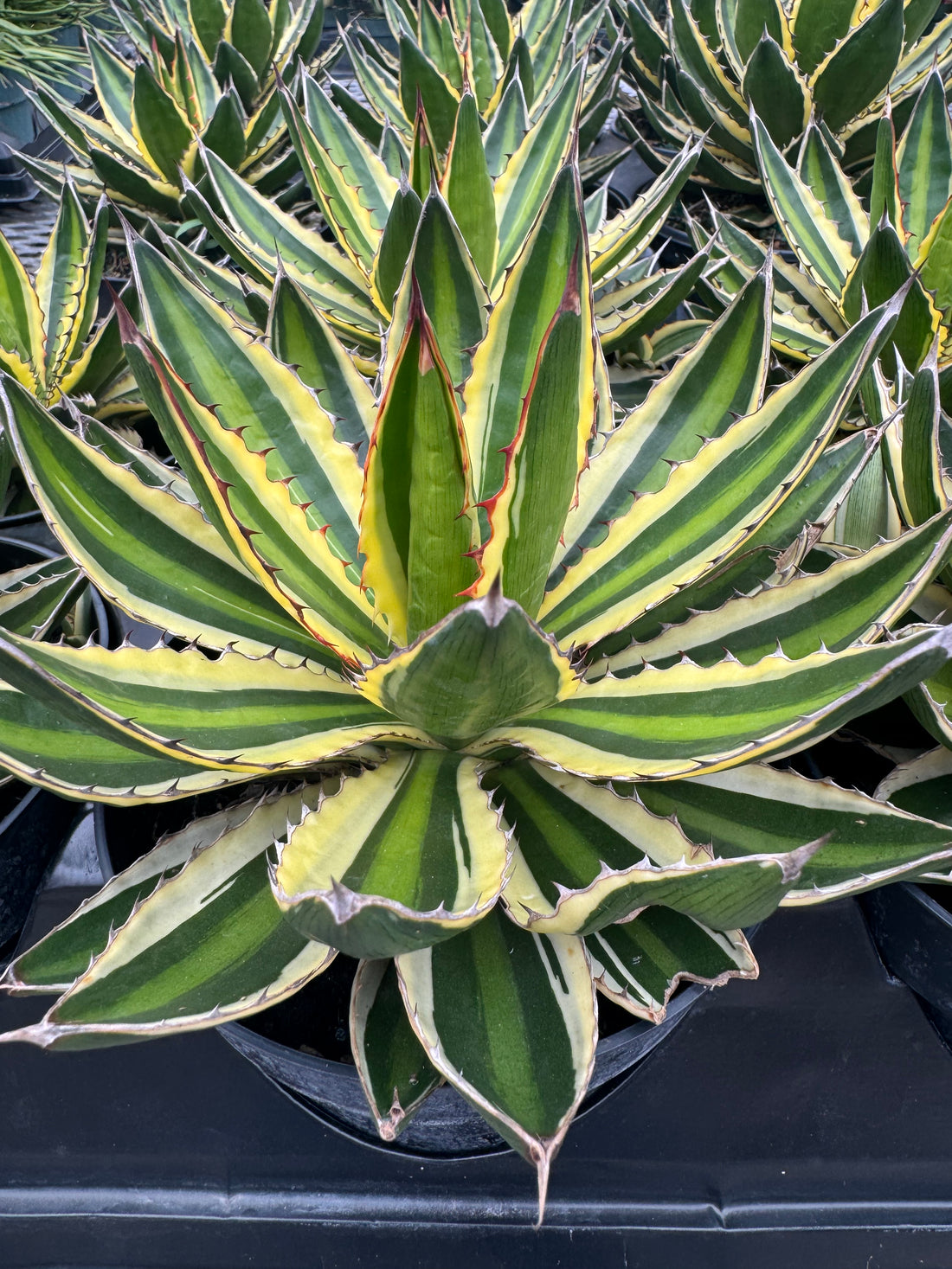 Agave lophantha &