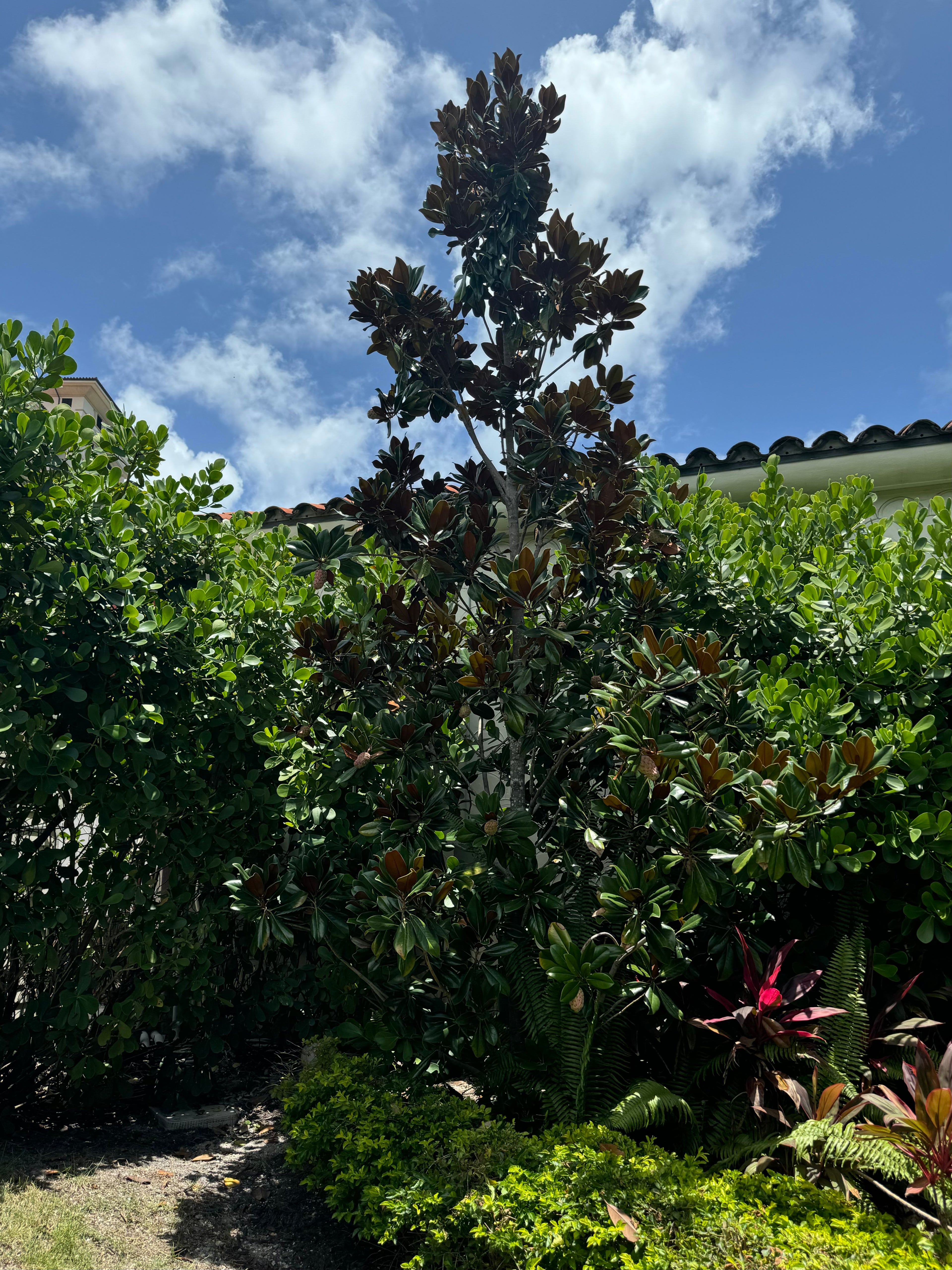 Magnolia Grandiflora Little Gem Flowering Tree