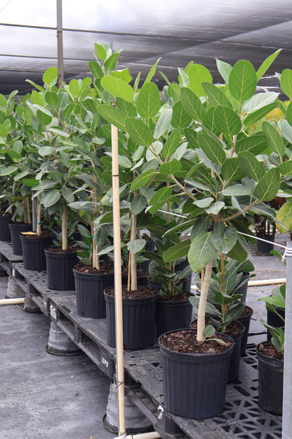 Ficus Audrey Tree Form Single Stem, Ficus Benghalensisis Bengal Fig