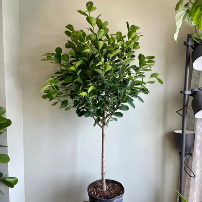 Ficus Moclame Tree Form Single Stem, Ficus Microcarpa Daniella