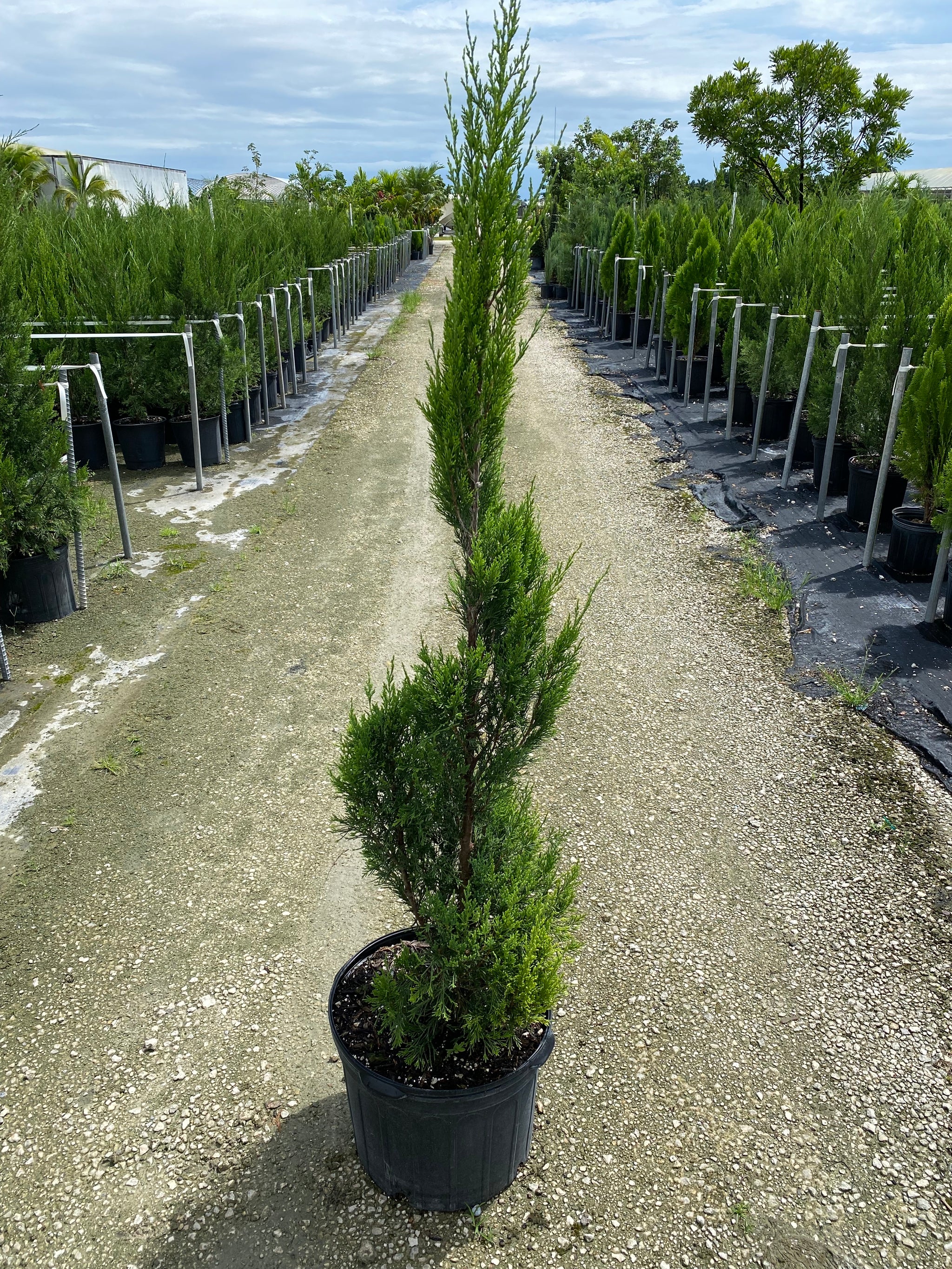 Topiary Spiral Spartan Juniper – Eureka Farms