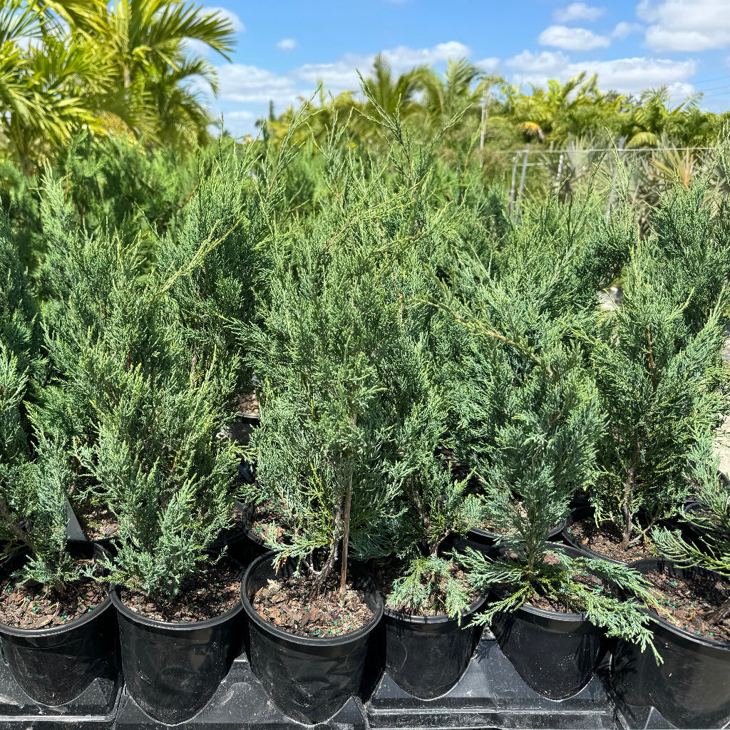 Burkii Eastern Red Cedar Juniper Tree | Buy 9pcs and SAVE – Eureka Farms