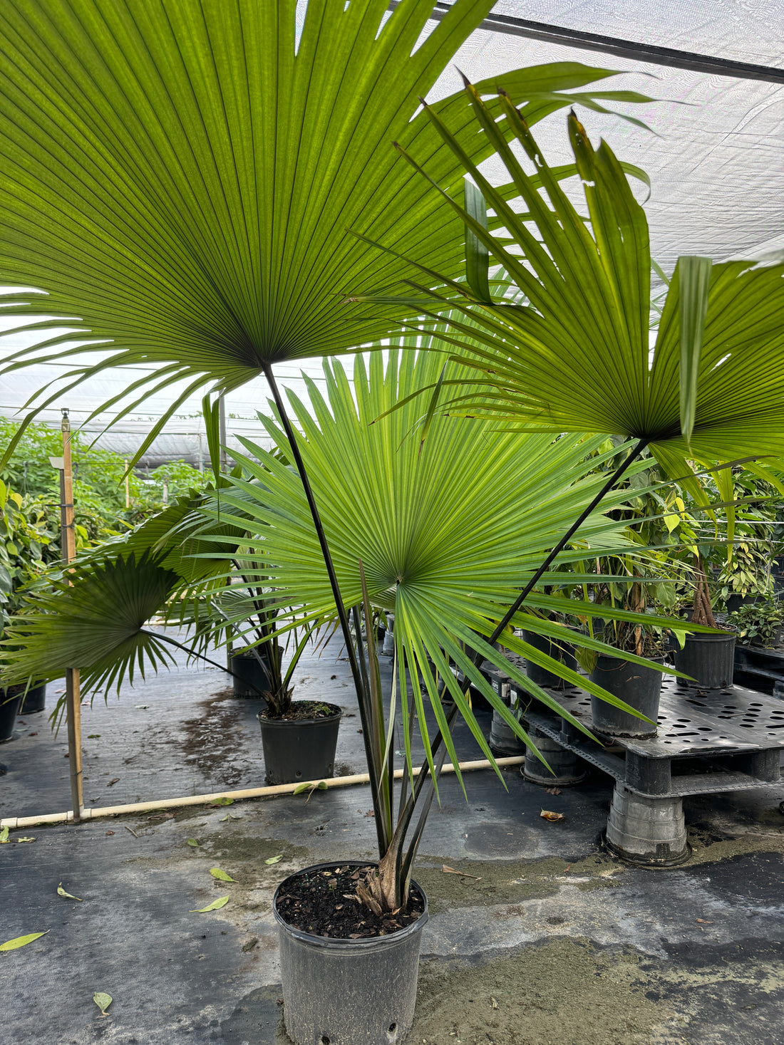 Kerriodoxa Elegans Palm Tree, Rare and Exotic