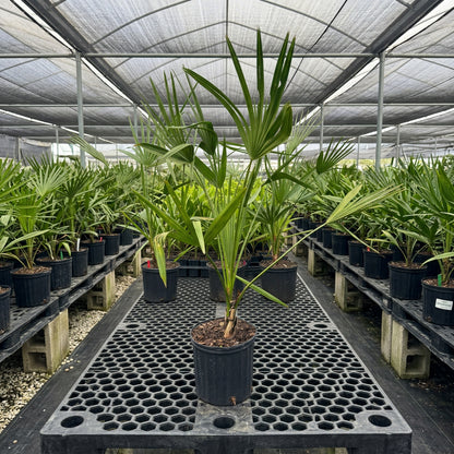 Copernicia Alba Caranday Wax Palm