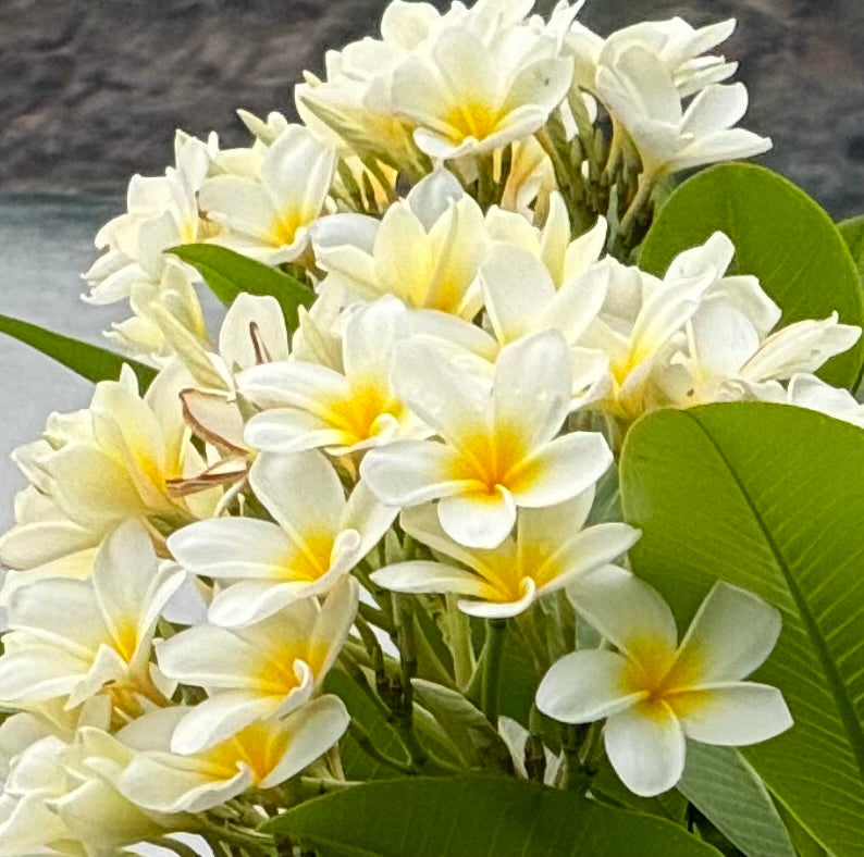 Plumeria Rubra White Orchid Flowering Tree