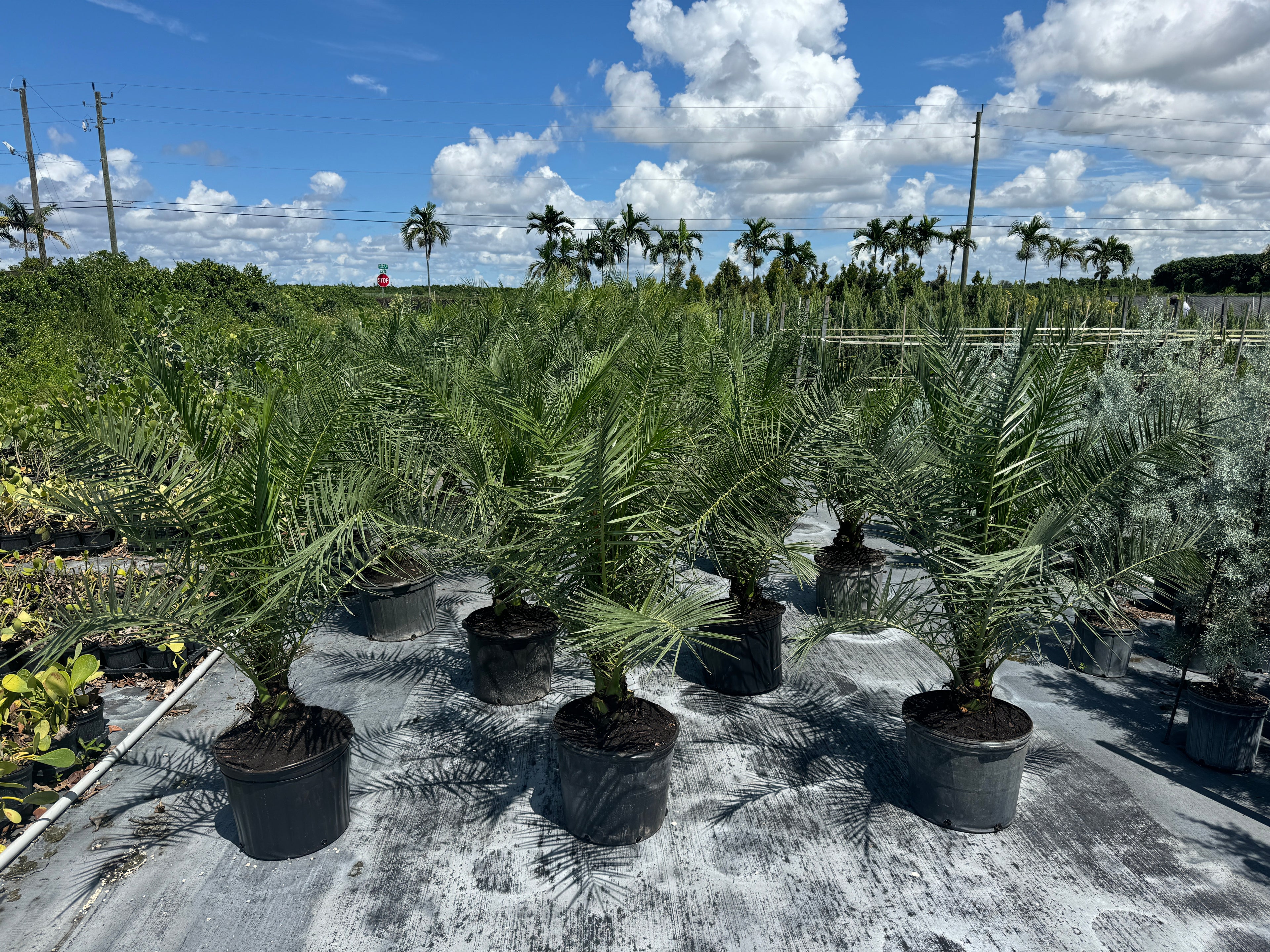 Canary Island Date Palm, Phoenix Canariensis, Pineapple Palm