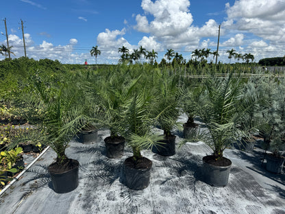 Canary Island Date Palm, Phoenix Canariensis, Pineapple Palm