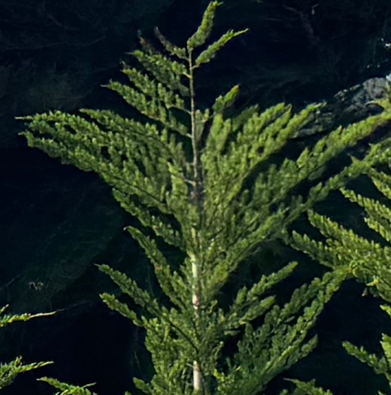 Monterey Cypress Tree, Cupressus Macrocarpa