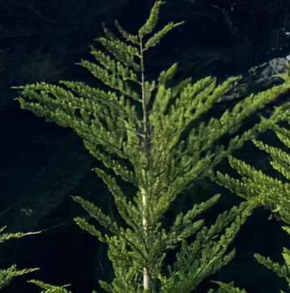 Monterey Cypress Tree, Cupressus Macrocarpa