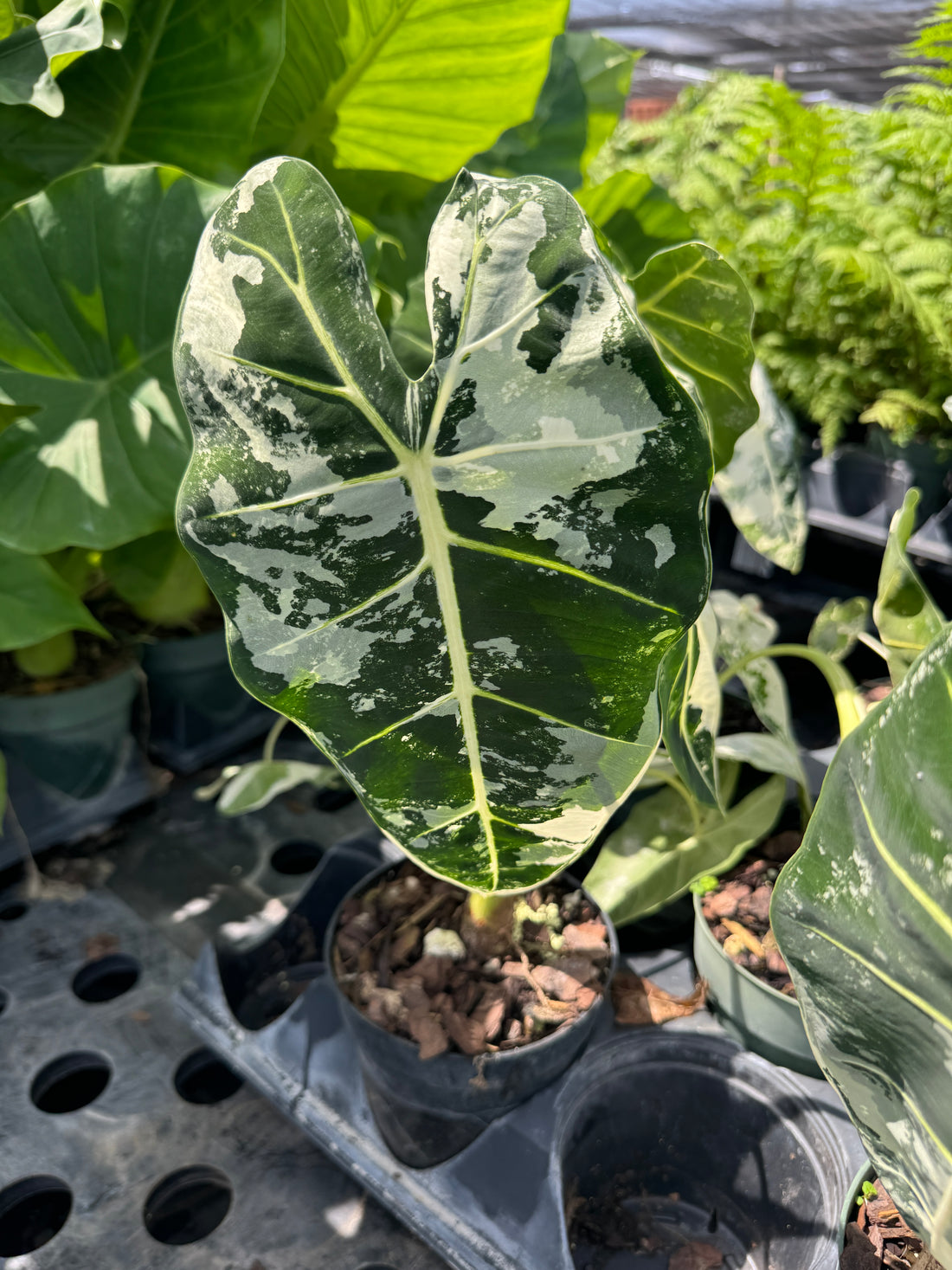 Alocasia Frydek Variegated