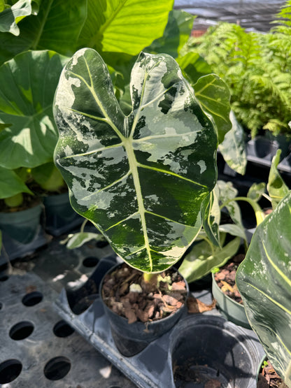 Alocasia Frydek Variegated