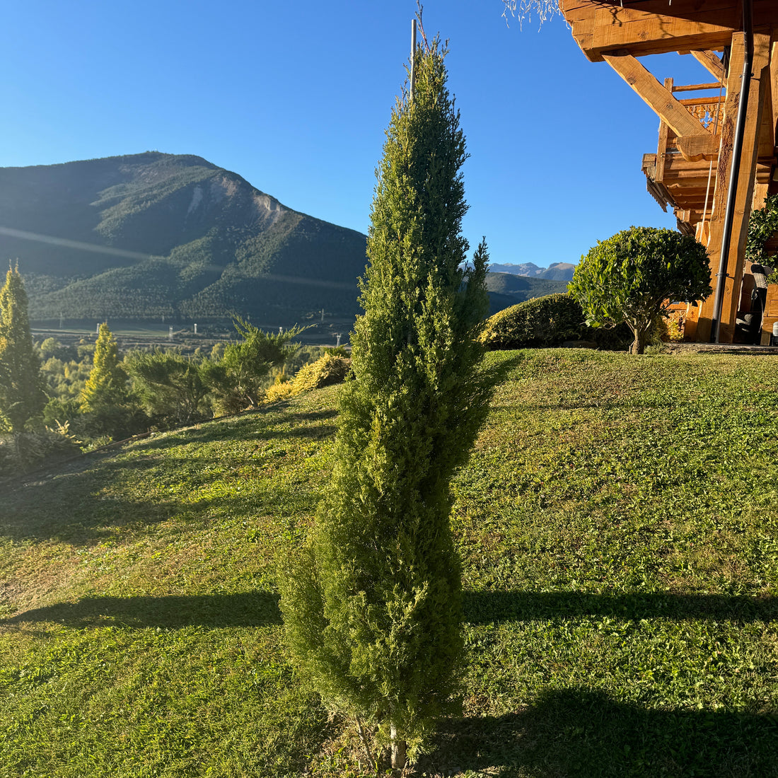 Dwarf Italian Cypress, Mediterranean Cypress