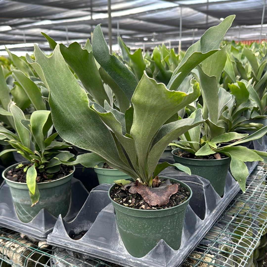 Staghorn Fern, Platycerium Bifurcatum Netherlands in a 6in pot 
