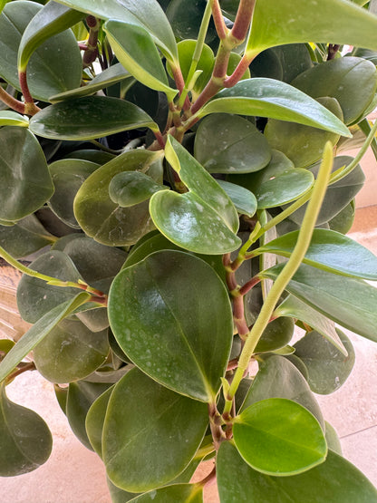 house plant with rubbery leaves Peperomia Raindrop, Coin Leaf, Baby Rubber Plant