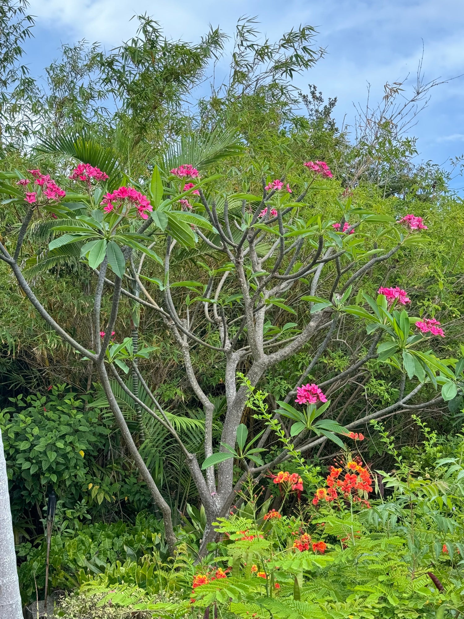 Plumeria Rubra Red Orchid Flowering Tree