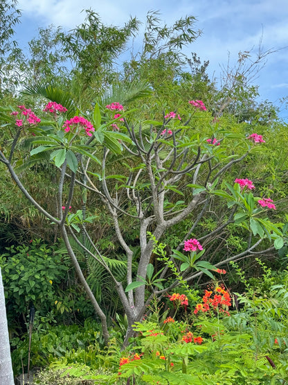 Plumeria Rubra Pink Orchid Flowering Tree