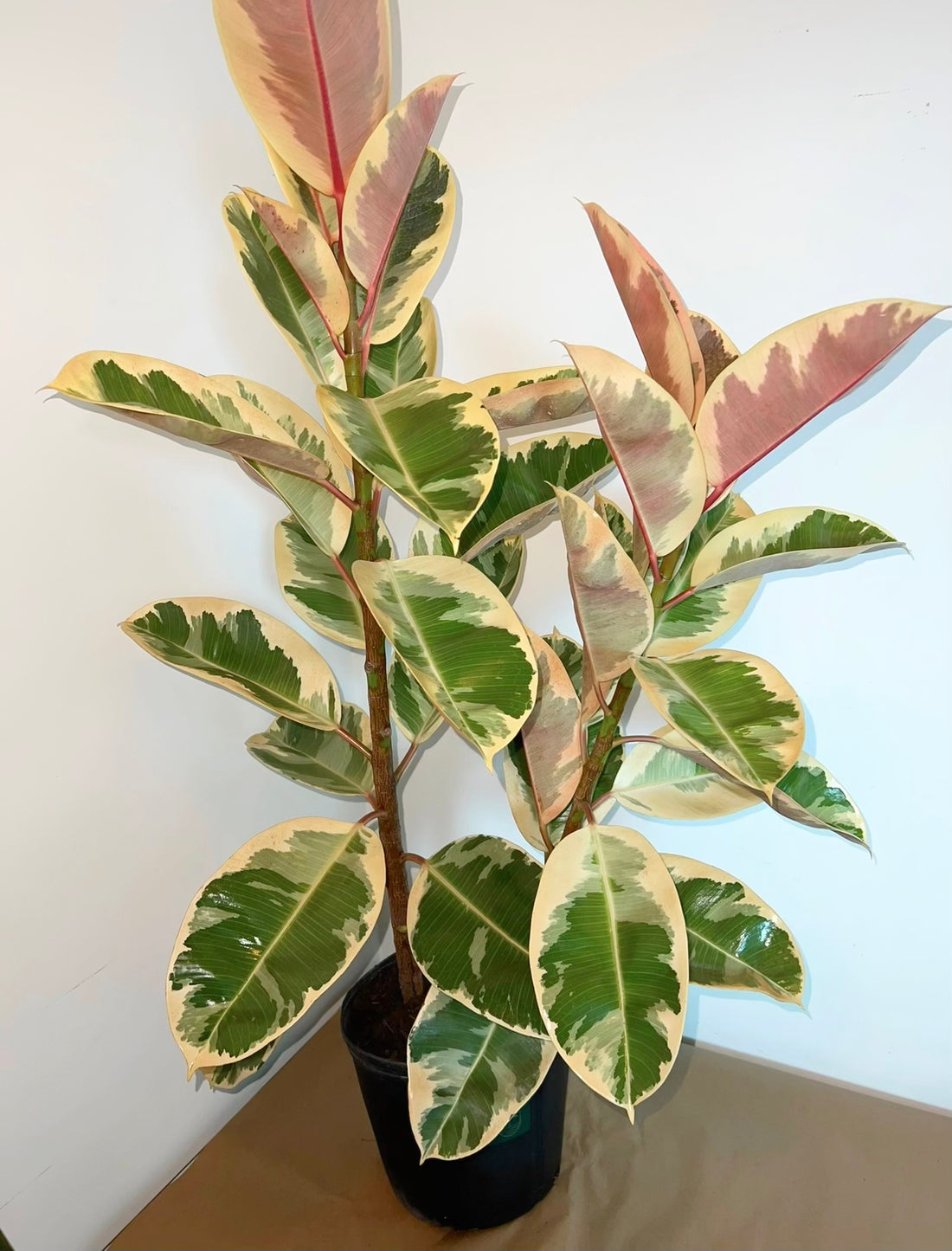 Ficus Tineke Bush Form, Variegated Elastica Rubber Tree Decora