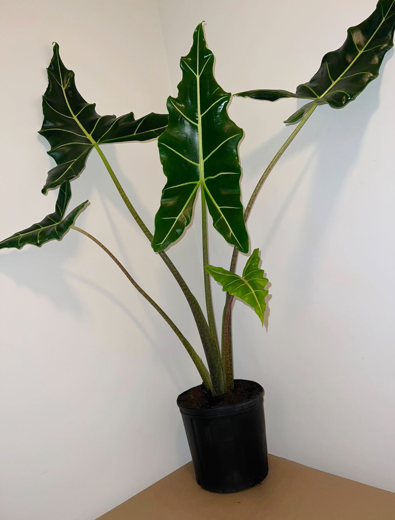 Alocasia Sarian, Live Tropical Plant