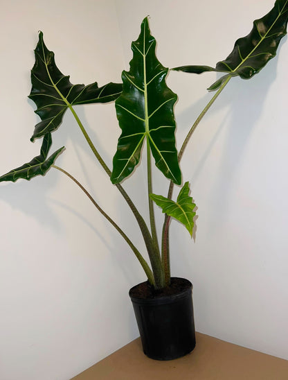 Alocasia Sarian, Live Tropical Plant