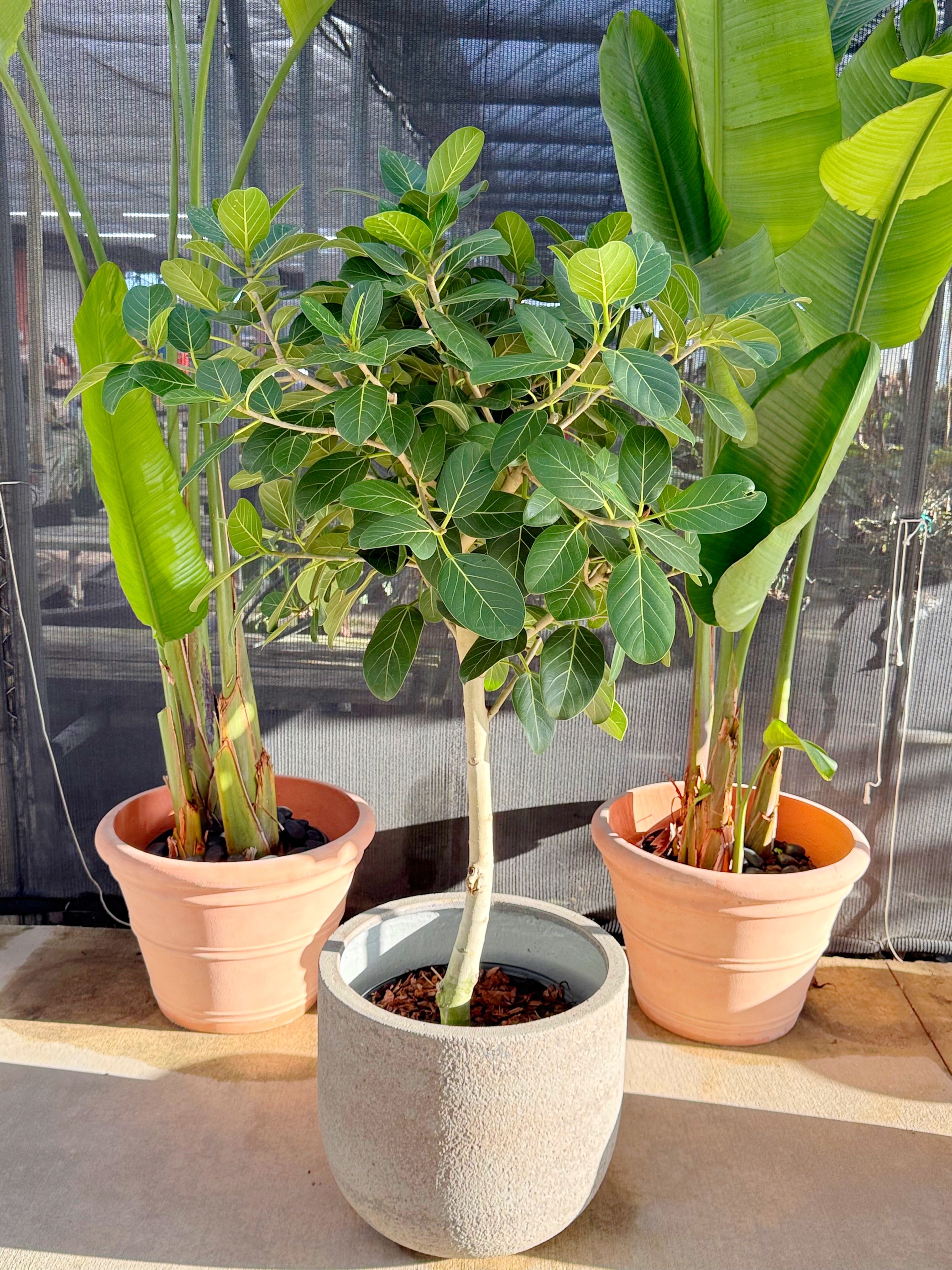 Ficus Audrey Tree Form Single Stem, Ficus Benghalensisis Bengal Fig
