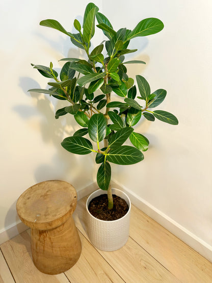 Ficus Audrey Tree Form Single Stem, Ficus Benghalensisis Bengal Fig