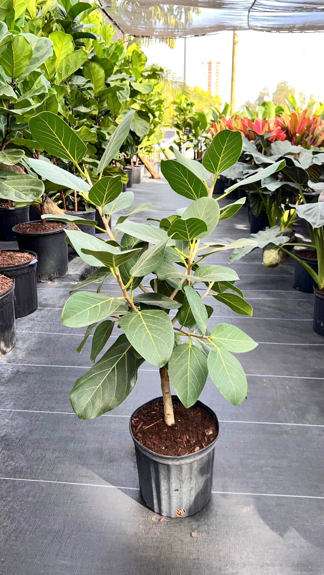 Ficus Audrey Bush Form, Ficus Benghalensisis Bengal Fig